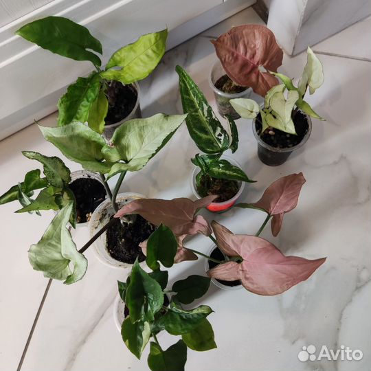 Редкие сингониумы сортовые