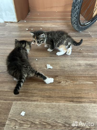 Котята бесплатно