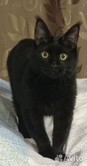 Отдам котика в добрые руки