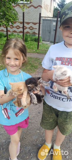 Котята. 1мес