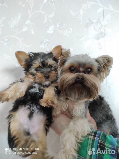 Йоркширский терьер