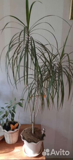 Пальма драцена