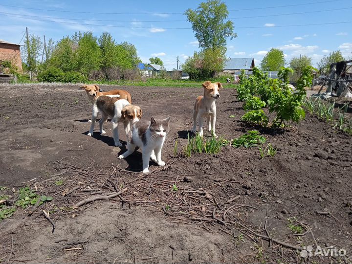 Продам щенков маленькой собачки