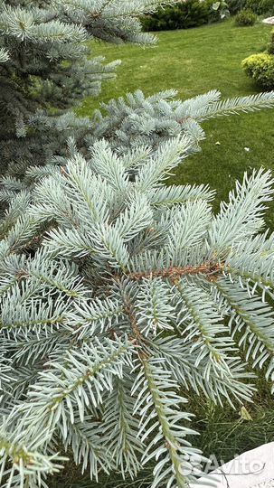 Ель голубая 3,5 м