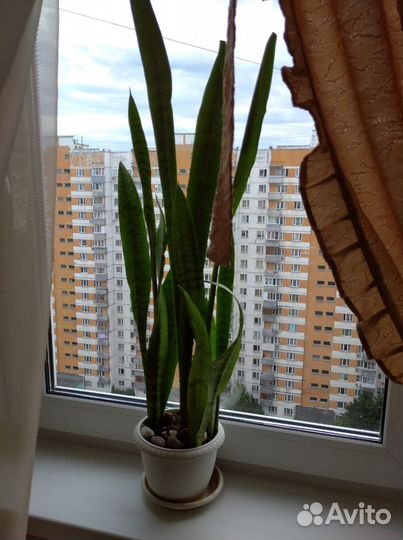 Сансевиерия - Щучий хвост- Тещин язык