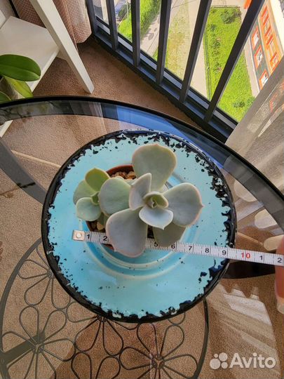 Эхеверия суккулент каменная роза