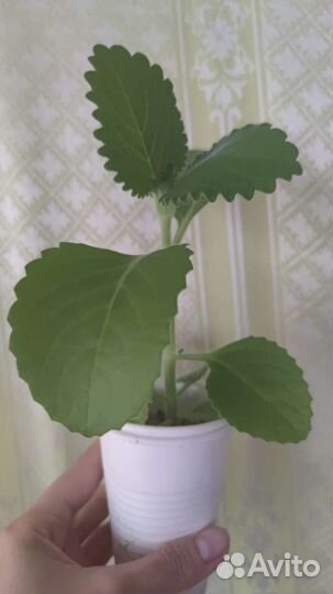 Мята домашняя-Плектрантус