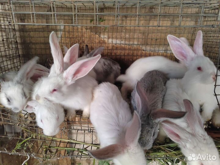 Кролики породы великан