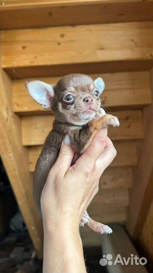 Самый красивый