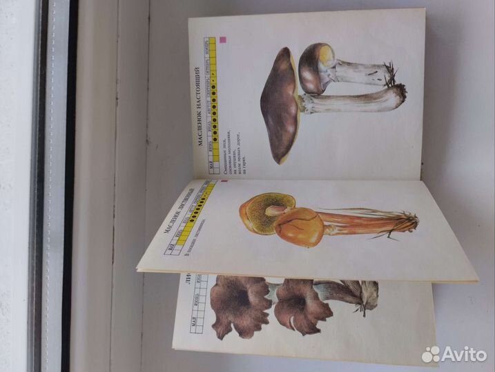 Справочник грибника