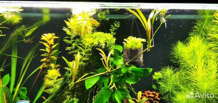 Аквариумные растения