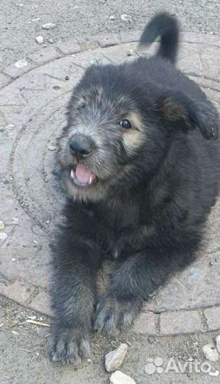 Щенок в добрые руки