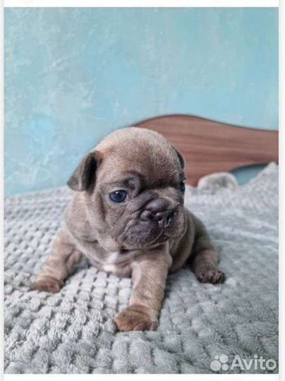 Щенок французского бульдога