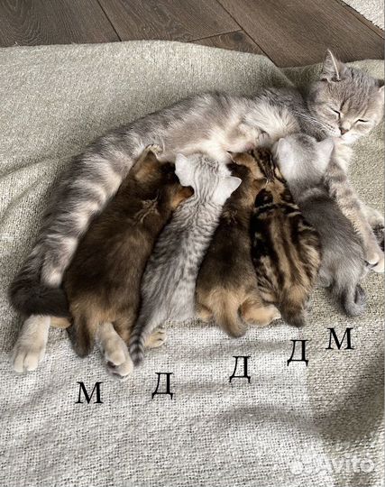 Шотландская