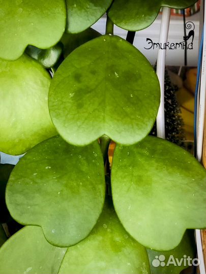 Хойи, дисхидии, церопегия