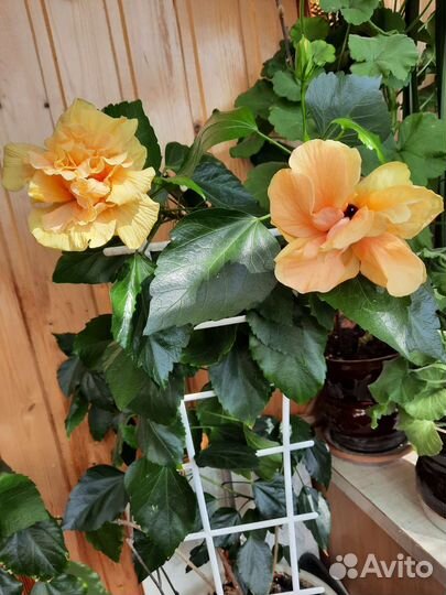 Гибискусы,пеларгонии,ирис африканский