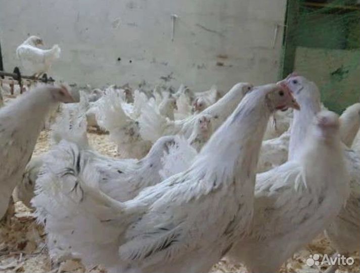 Куры несушки молодки Коралл Ник