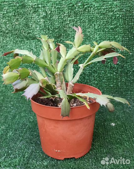 Декабрист зигокактус Шлюмбергера