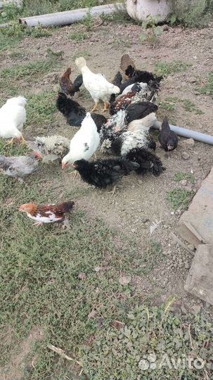 Куры (Дикоротивные)