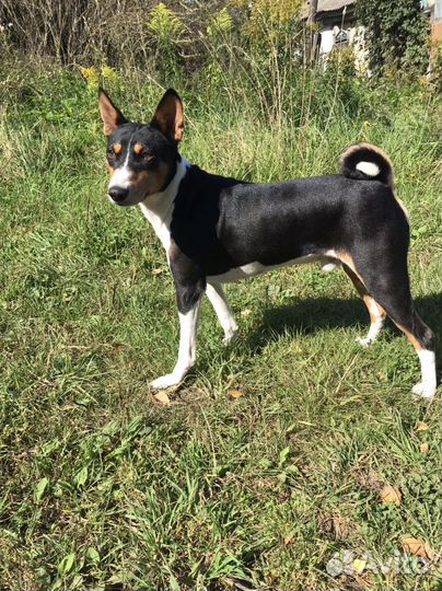 Басенджи. Кобель. Вязка