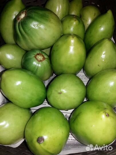 Кабачки Сегодня Помидоры