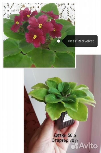 Сортовые фиалки детки