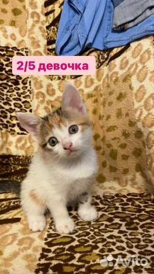 Котята в добрые руки даром