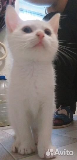 Котята Као Мани
