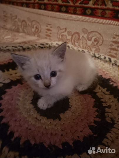Кошечка в добрые руки