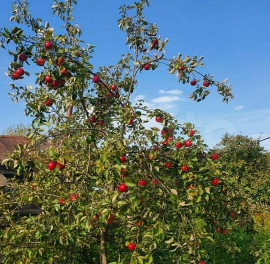 Дача 24 м² на участке 5 сот.