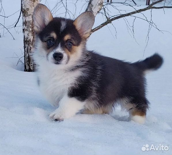 Щенки Вельш Корги Пемброк
