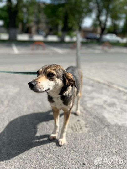 Собачка в добрые руки