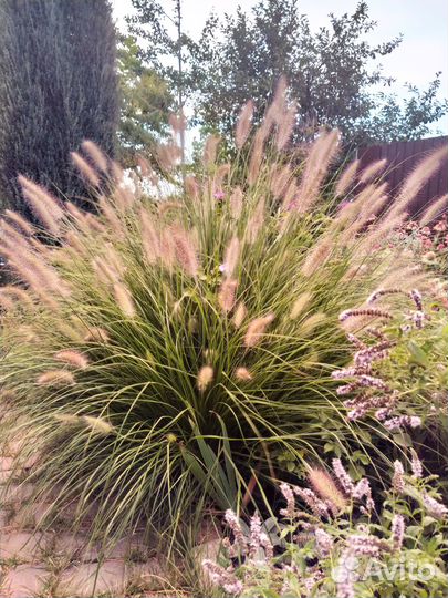 Растения для сада