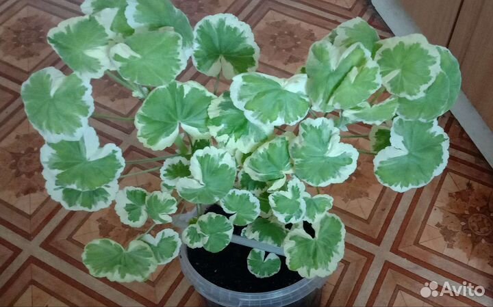 Пеларгония герань Сортовая