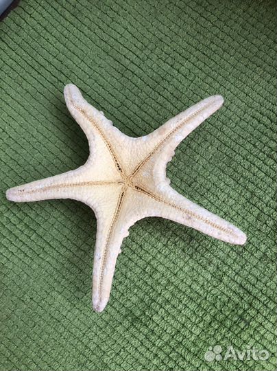 Морская звезда