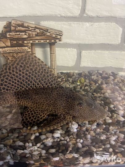 Аквариум с рыбками бу