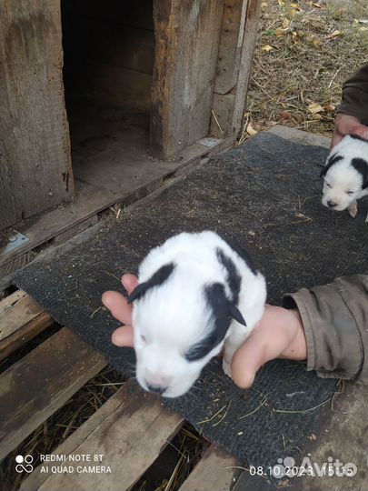 Собаки крысоловы