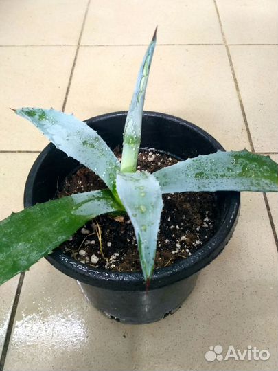 Саженец фисташки Киргизской, пальмы, фейхоа, агава