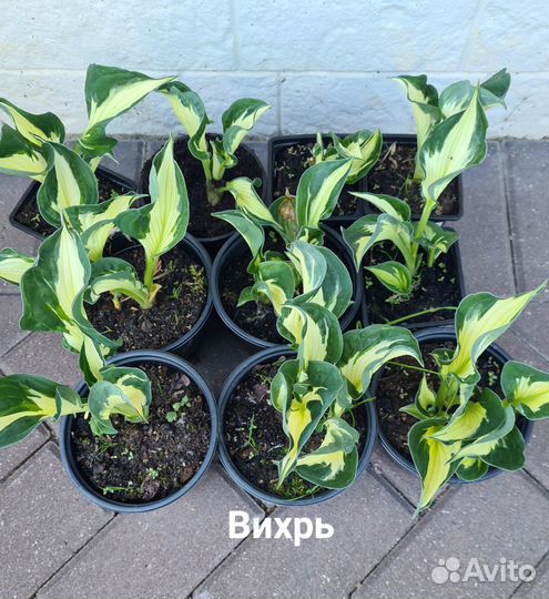 Хоста растение