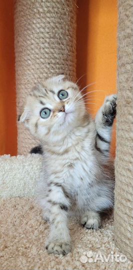 Шотландские вислоушки с документами