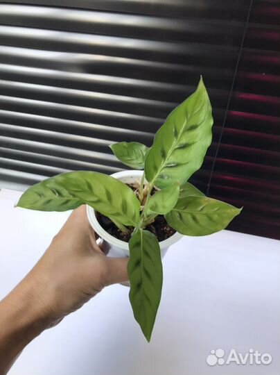 Yellou fusion,лансифолия,леопардина