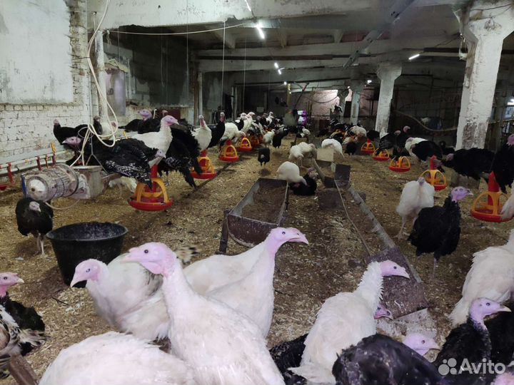 Мясо индюка,гуся,утки,перепела