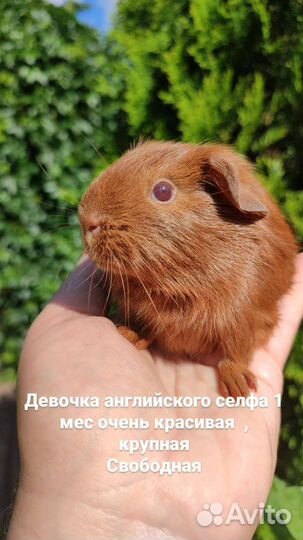 Морские свинки Английский селф