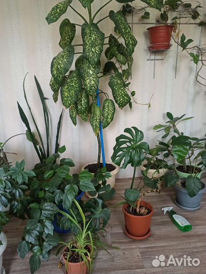 Комнатные цветы