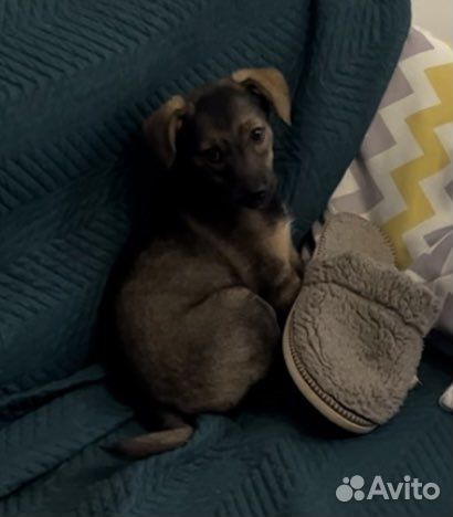 Ласковая девочка дворянской породы