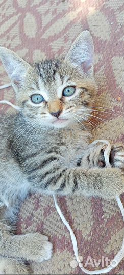 Котята в добрые руки даром