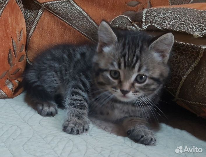 Британочка