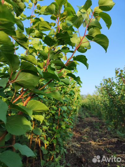 Саженцы абрикос оптом