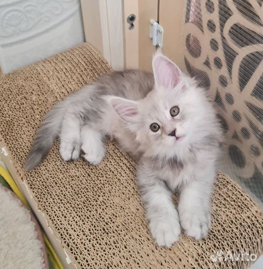 Котенок мейкун серебряная девочка