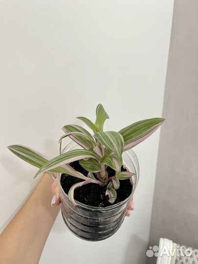 Цветок Рео отросток розовый рео сортовой